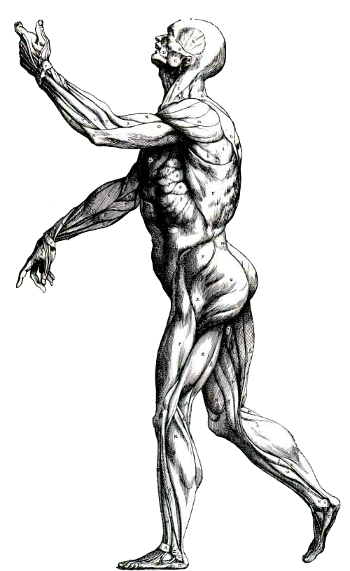 Vesalius Man
